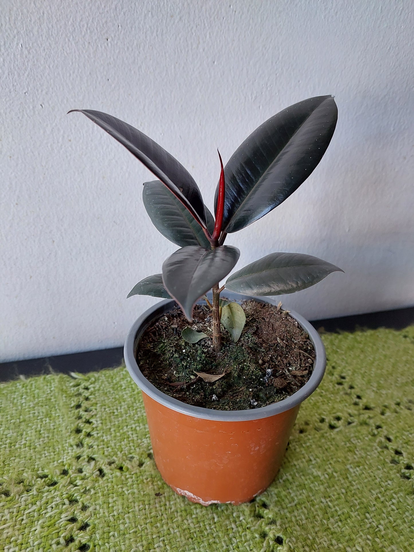 Gomero Burgundy - Ficus Elástica - Maceta Pequeña