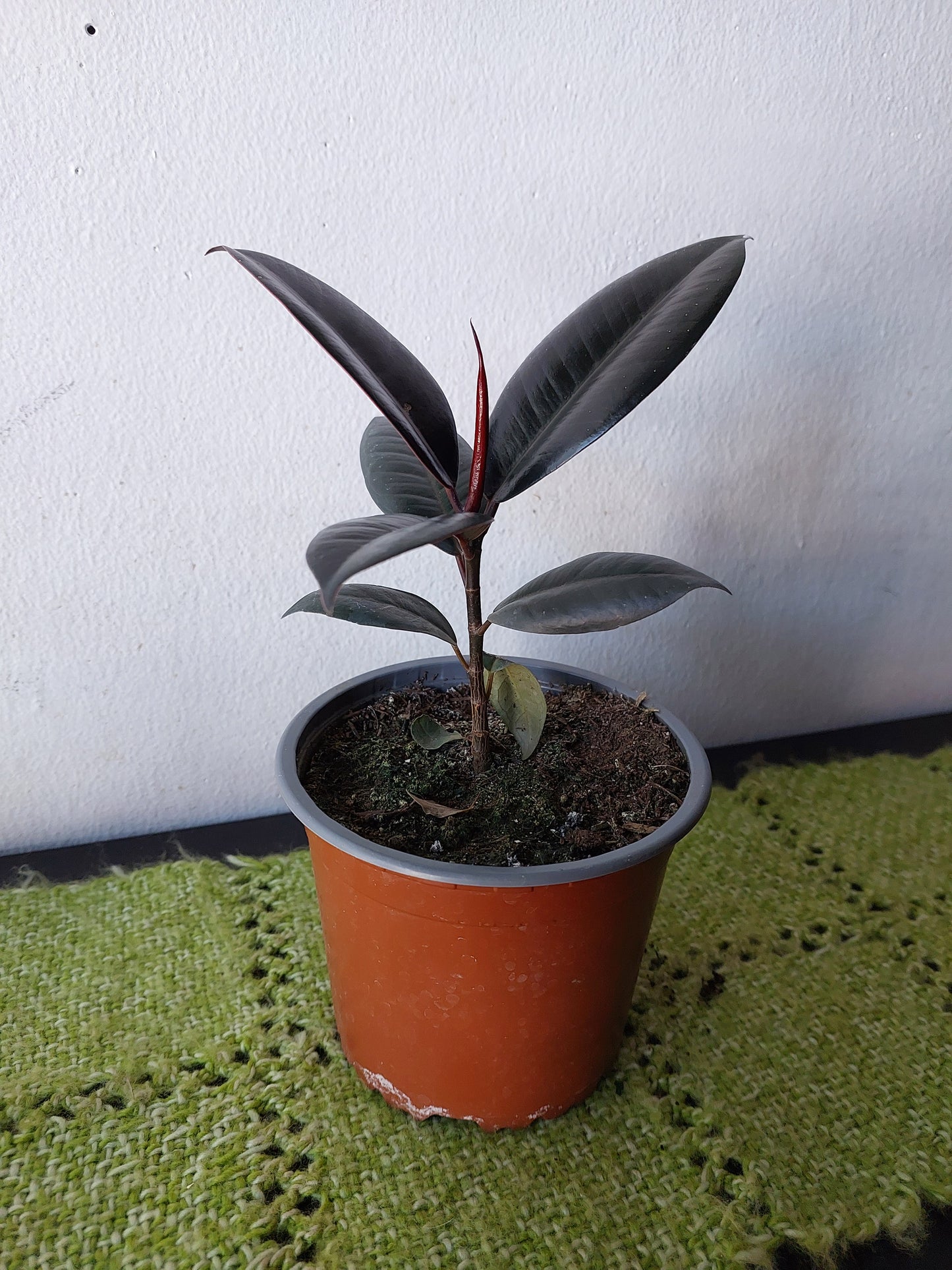 Gomero Burgundy - Ficus Elástica - Maceta Pequeña