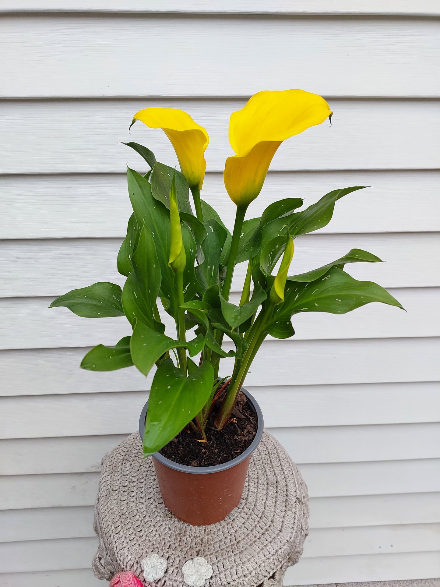 Cala Enana Amarilla (Zantedeschia) - Lirio de Agua