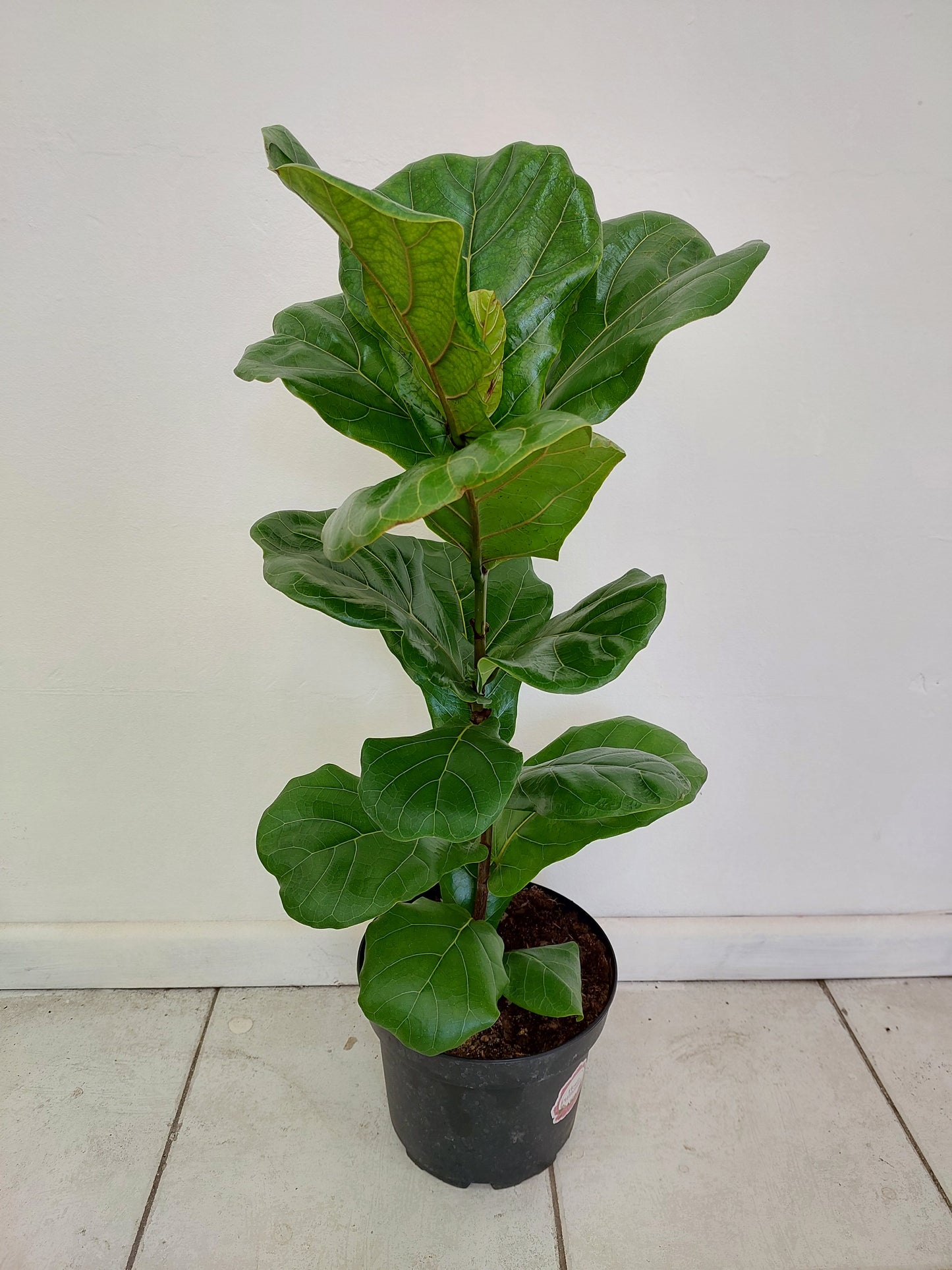 Ficus Lyrata Grande - Gomero Pera 90 cm. - Ficus Pandurata