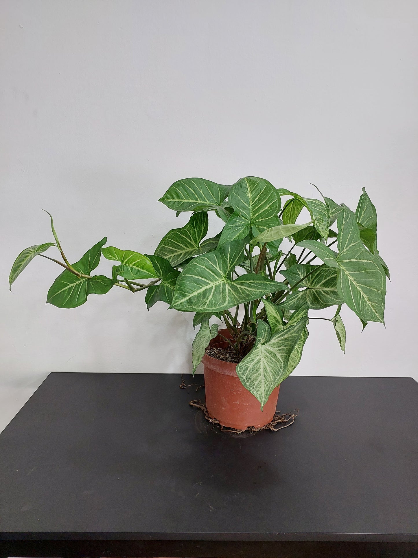 Singonio (Syngonium Podophyllum) - Punta de Flecha 50 cm.
