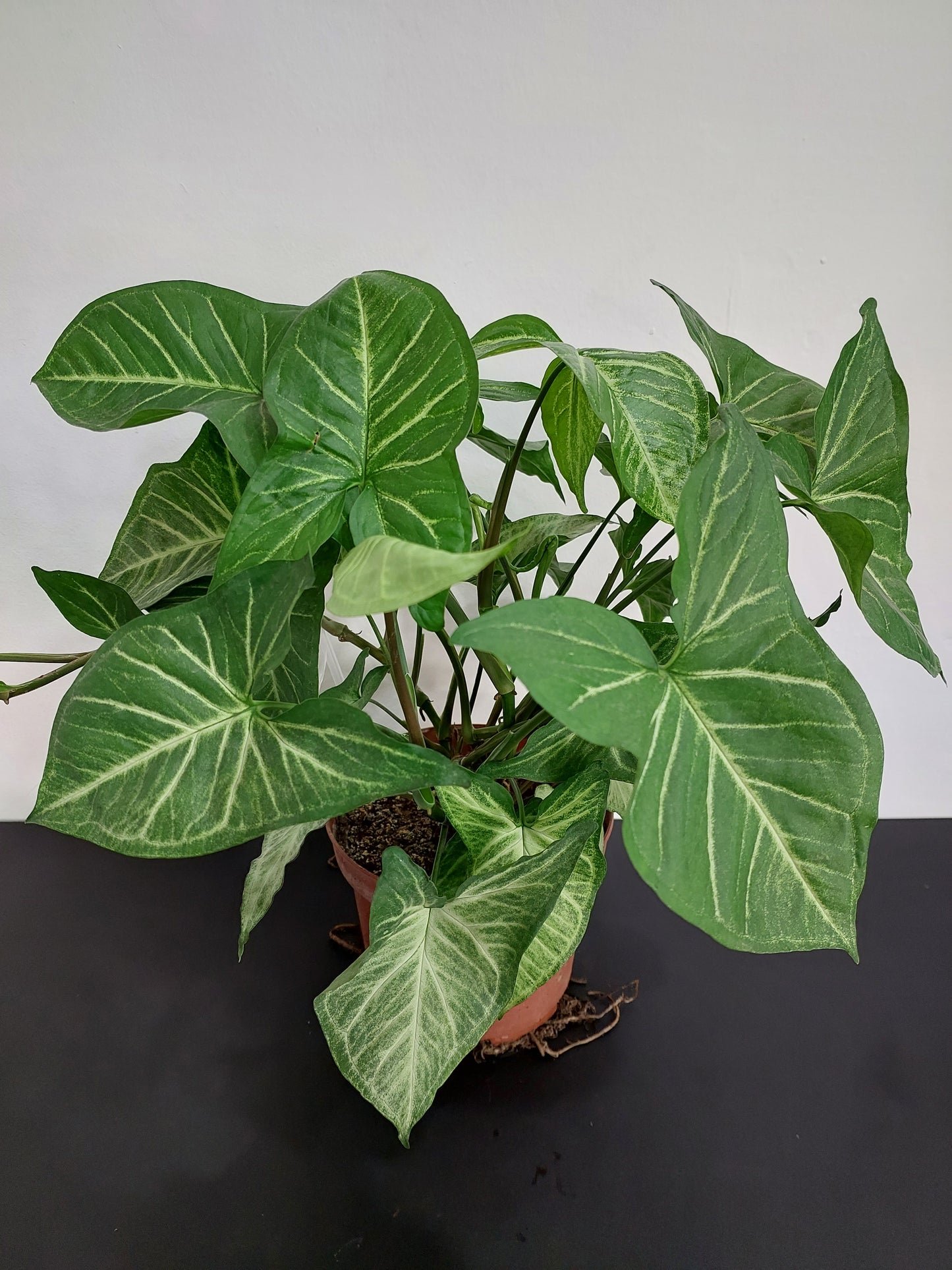Singonio (Syngonium Podophyllum) - Punta de Flecha 50 cm.