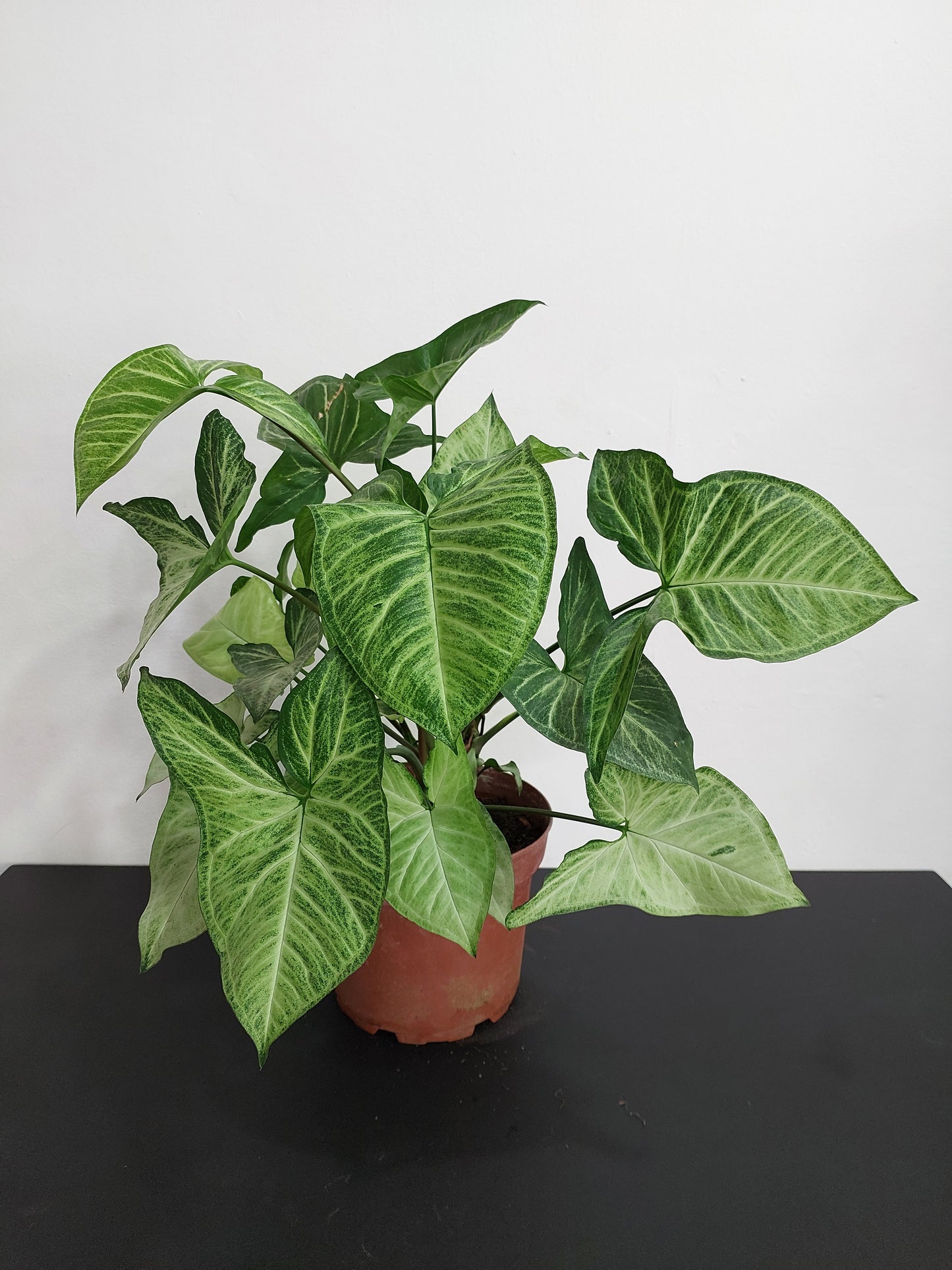 Singonio (Syngonium Podophyllum) - Punta de Flecha 50 cm.