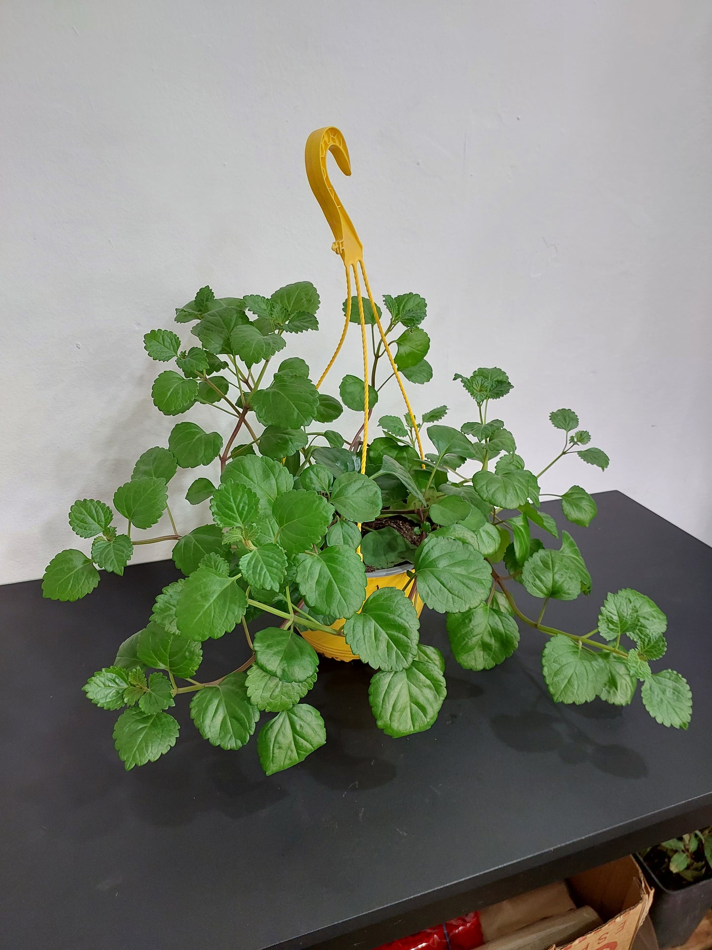 Dólar Verde (Plectranthus Verticillatus) - Planta del Dinero - Maceta Colgante