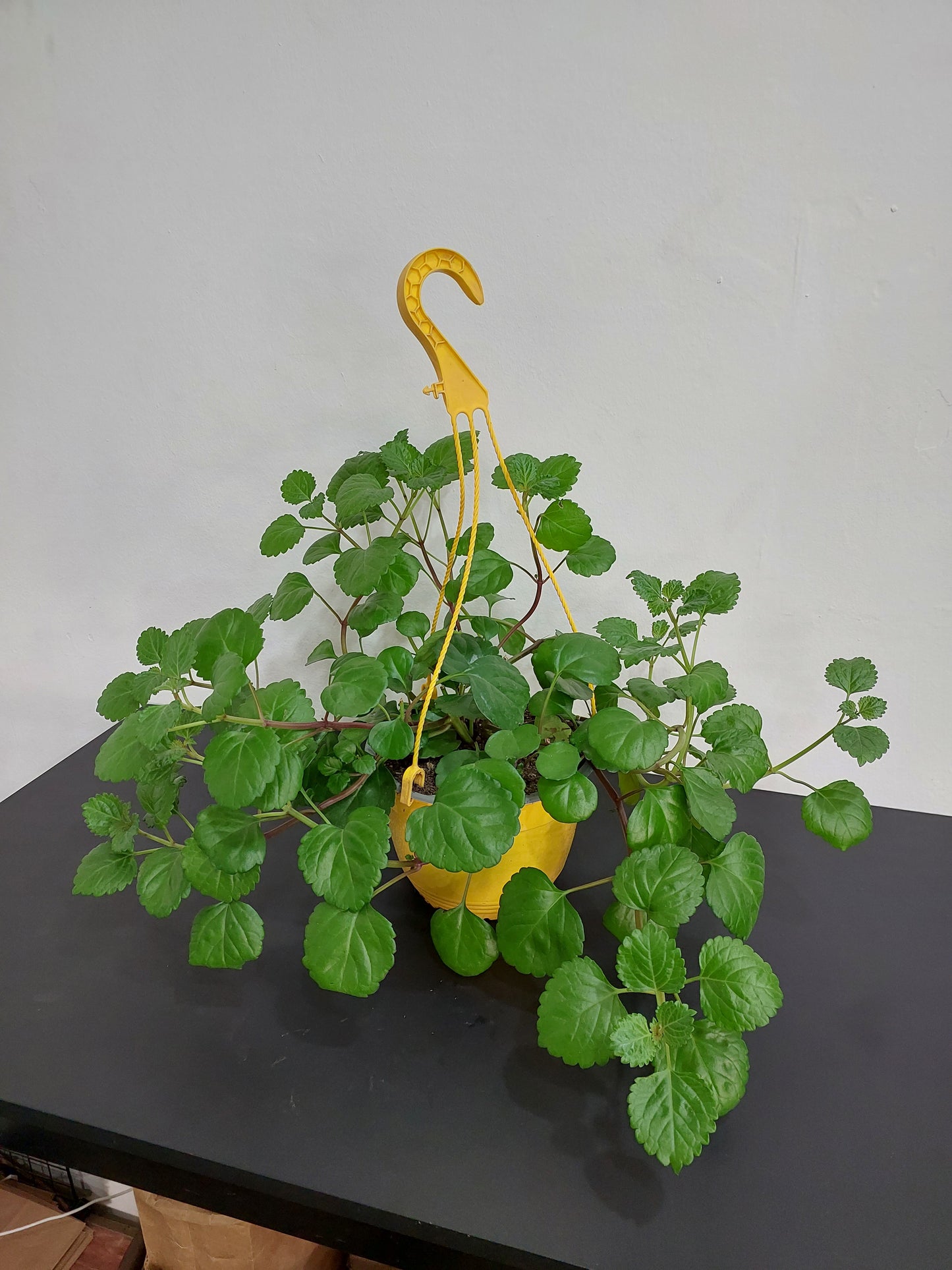 Dólar Verde (Plectranthus Verticillatus) - Planta del Dinero - Maceta Colgante