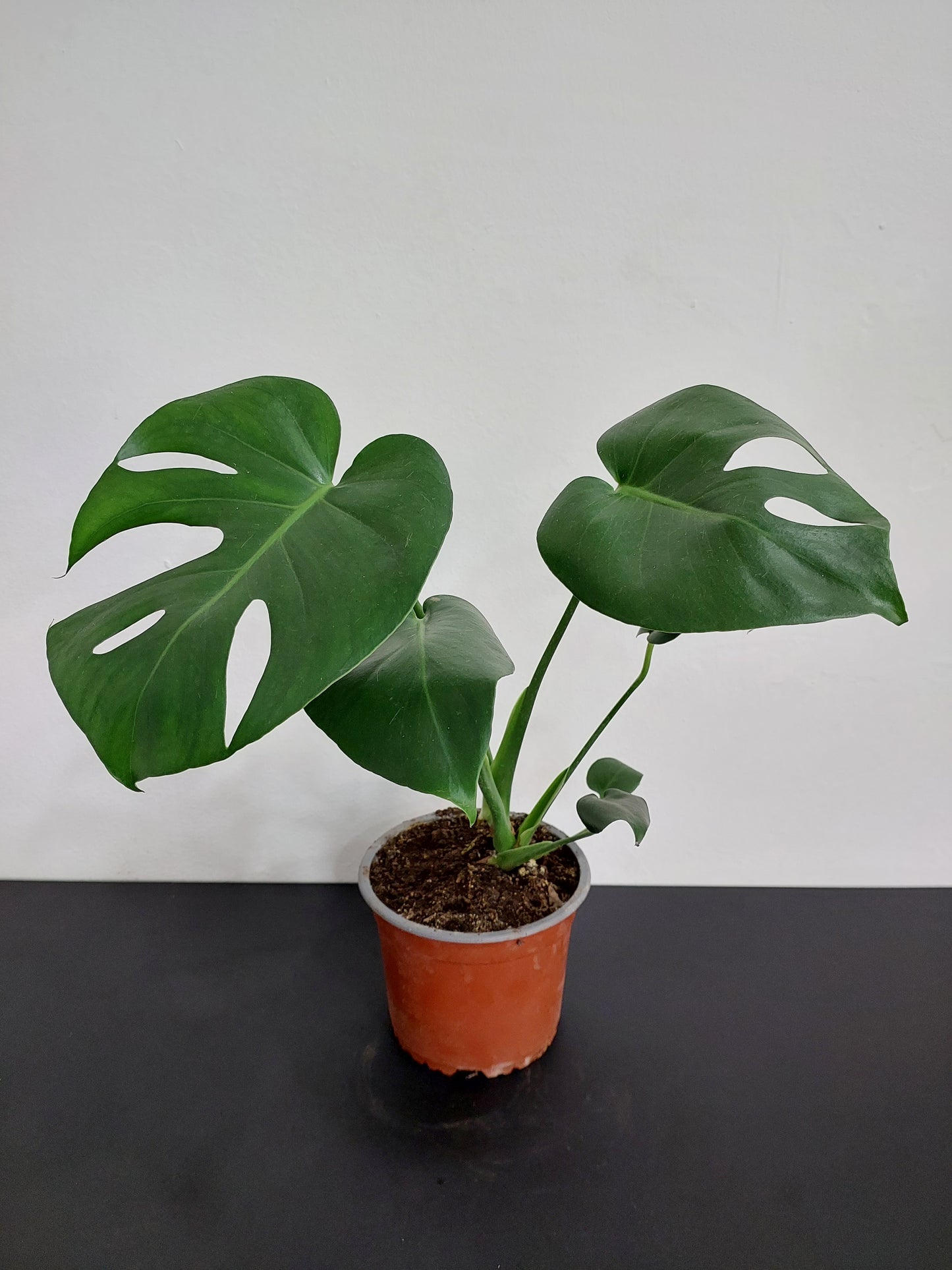 Philodendro Monstera Deliciosa 50 cm. - Costilla de Adán