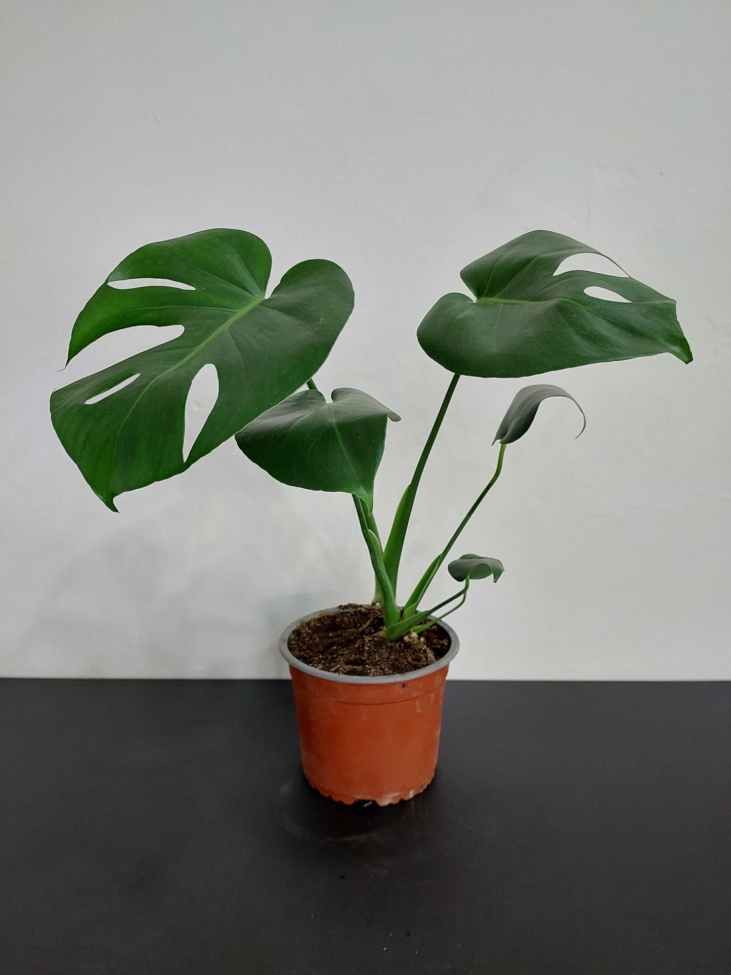 Philodendro Monstera Deliciosa 50 cm. - Costilla de Adán
