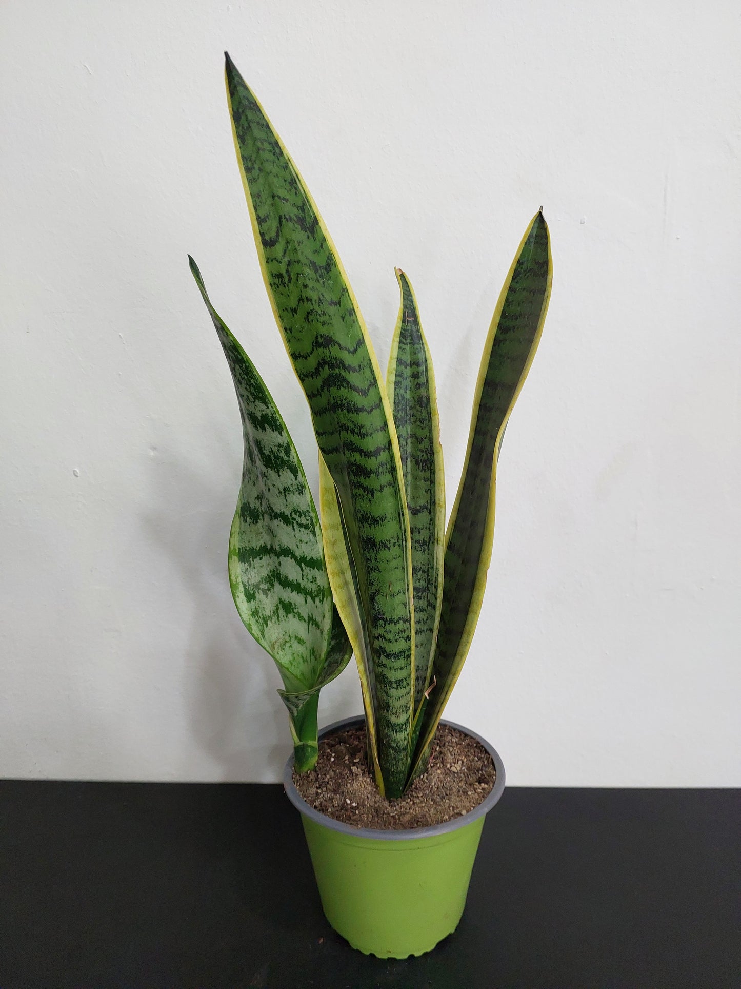 Sansevieria Laurentii - Lengua de Suegra - Espada de San Jorge 50 cm.
