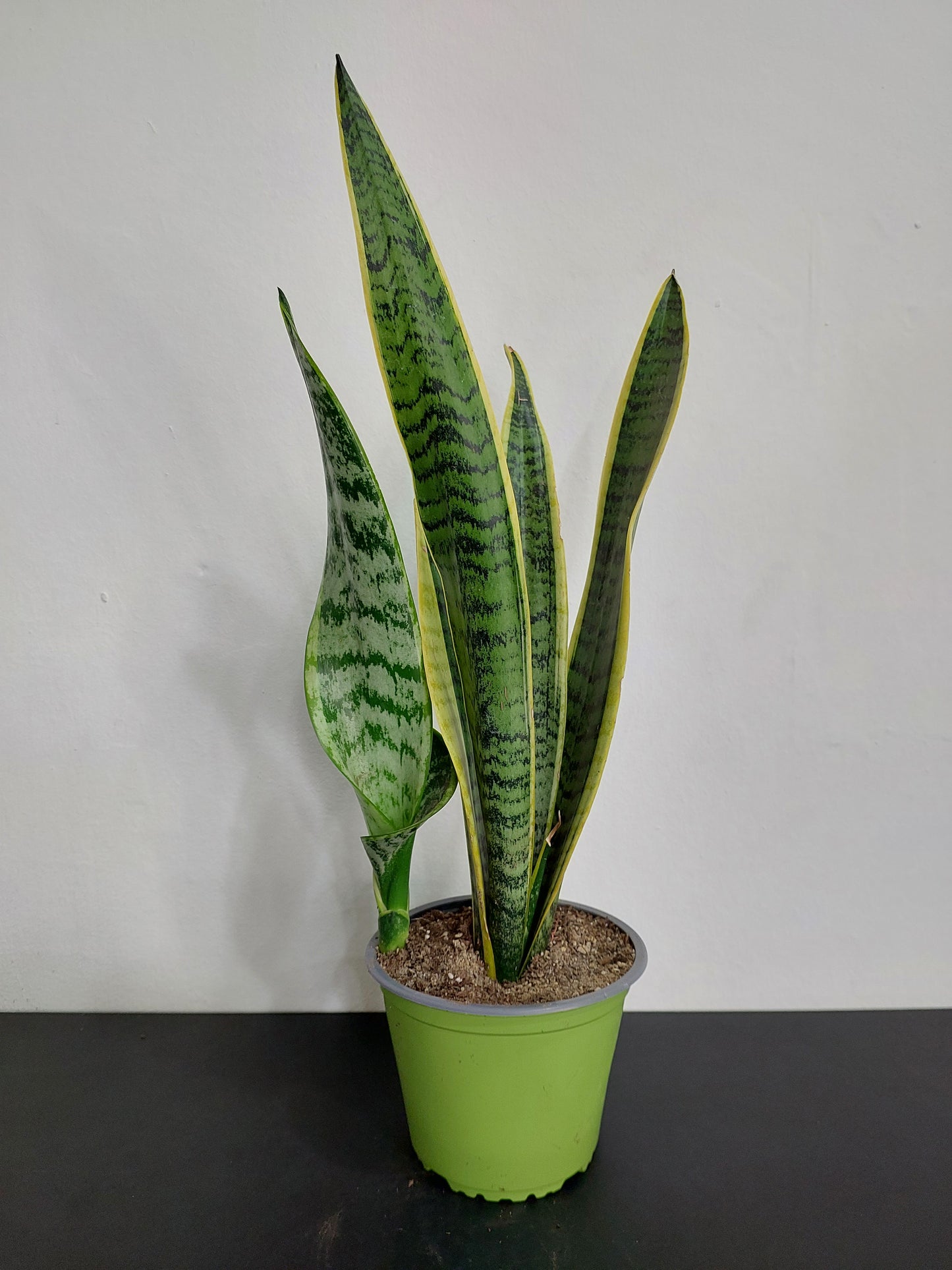 Sansevieria Laurentii - Lengua de Suegra - Espada de San Jorge 50 cm.