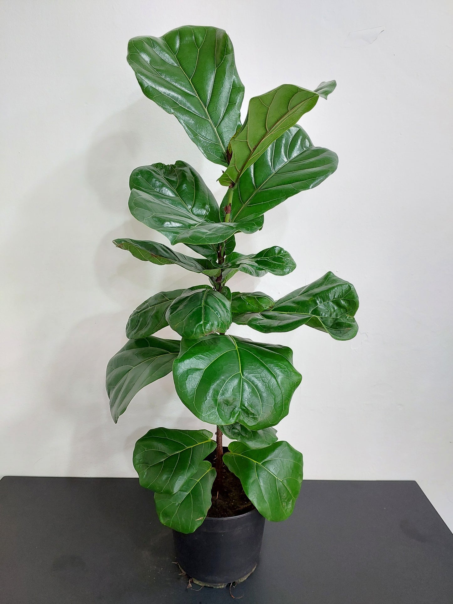 Ficus Lyrata Grande - Gomero Pera 90 cm. - Ficus Pandurata