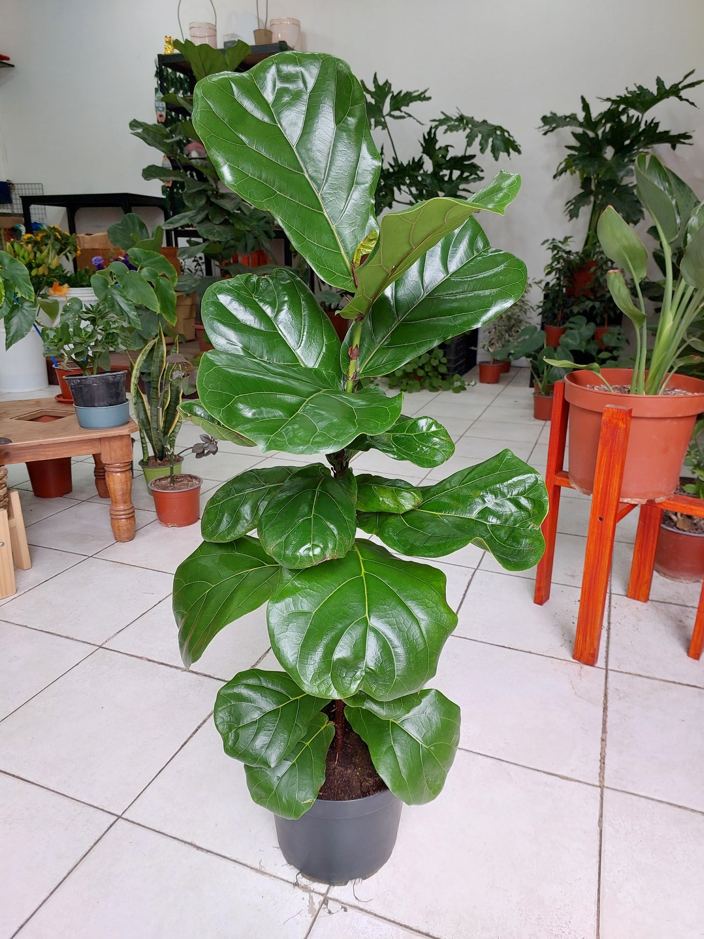 Ficus Lyrata Grande - Gomero Pera 90 cm. - Ficus Pandurata