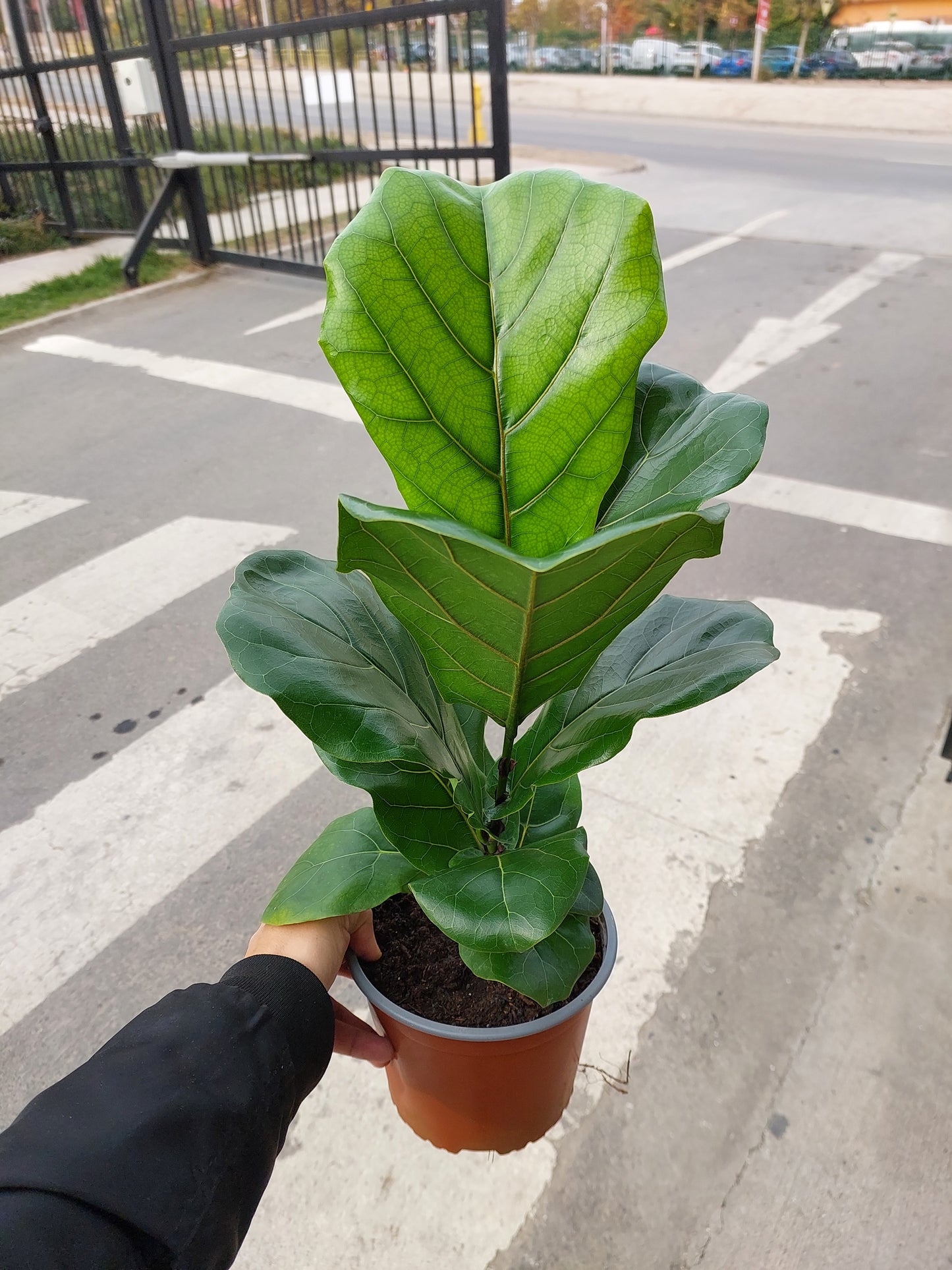 Ficus Lyrata 50 cm. - Gomero Pera - Planta de Interior