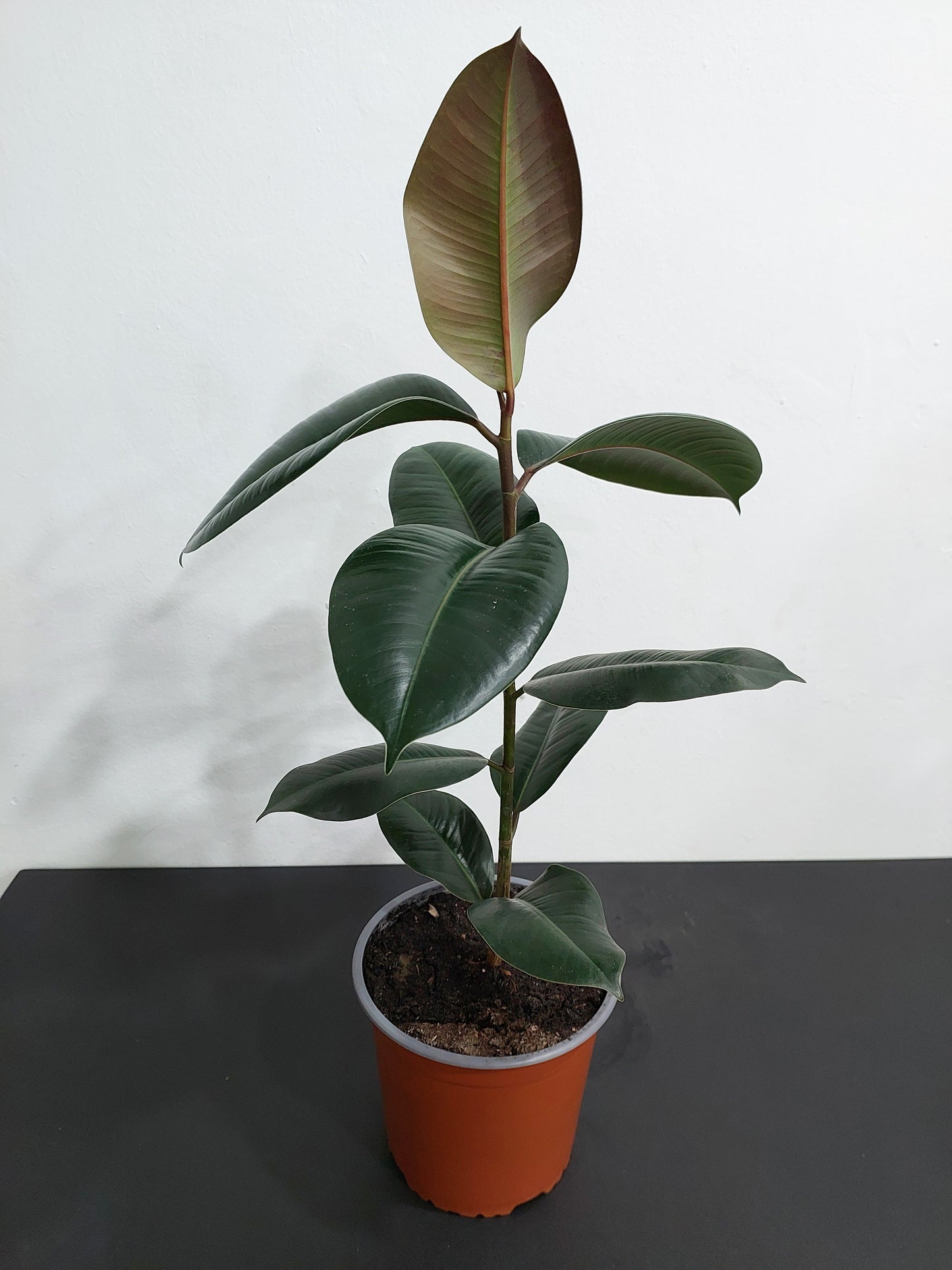 Gomero Burgundy - Ficus Elástica 60 cm.
