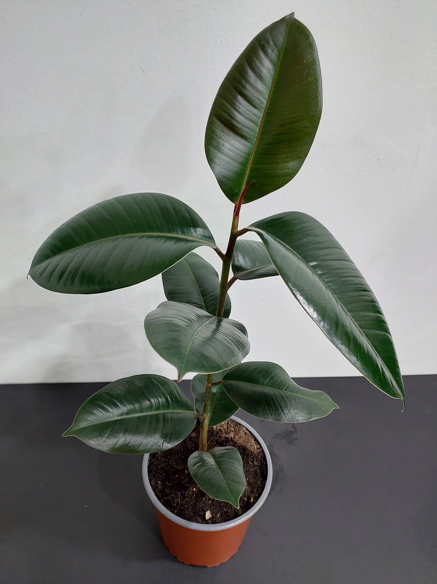 Gomero Burgundy - Ficus Elástica 60 cm.