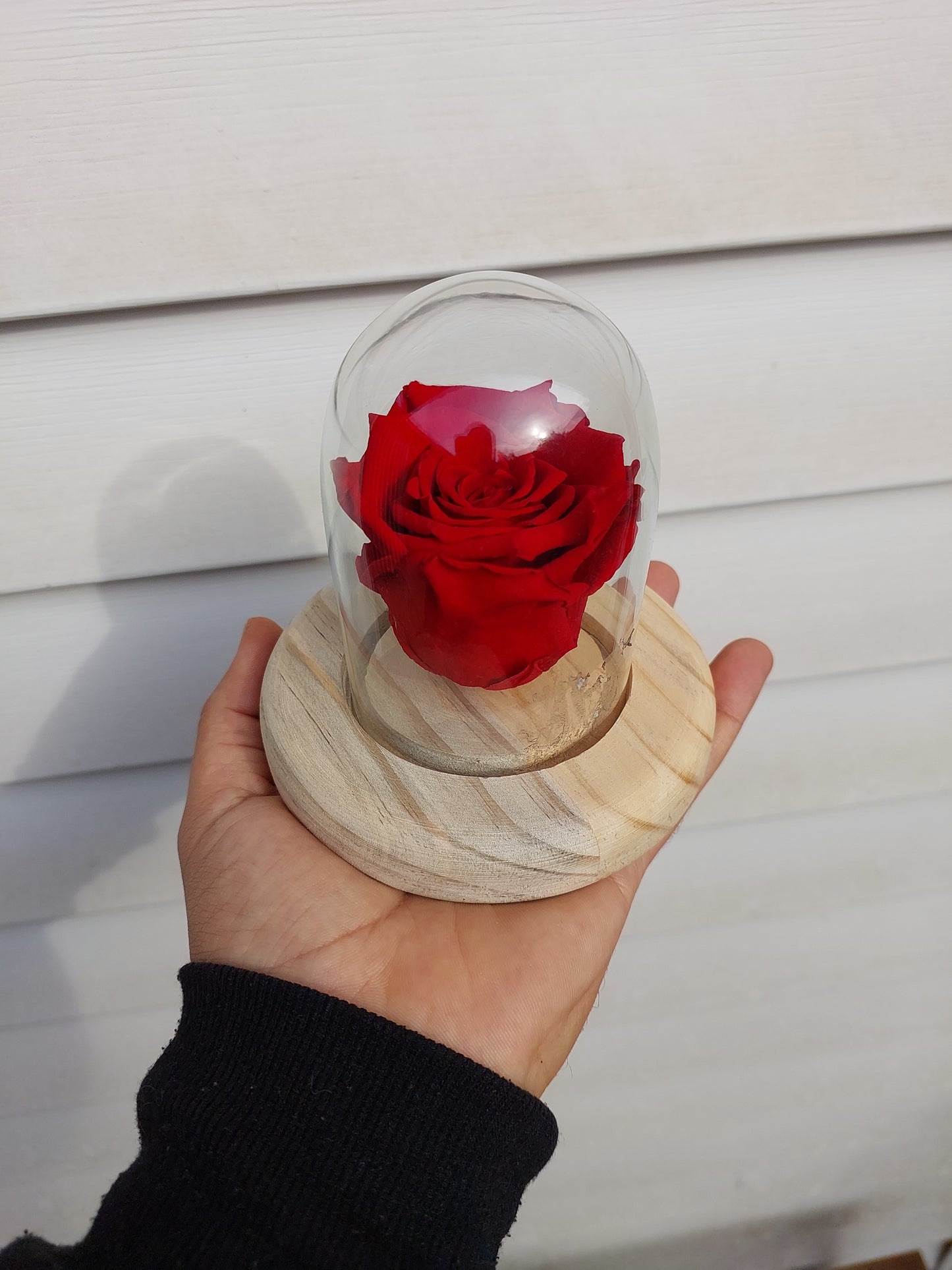 Rosa Natural Preservada en Cúpula de Cristal - Rosa Eterna sin Tallo