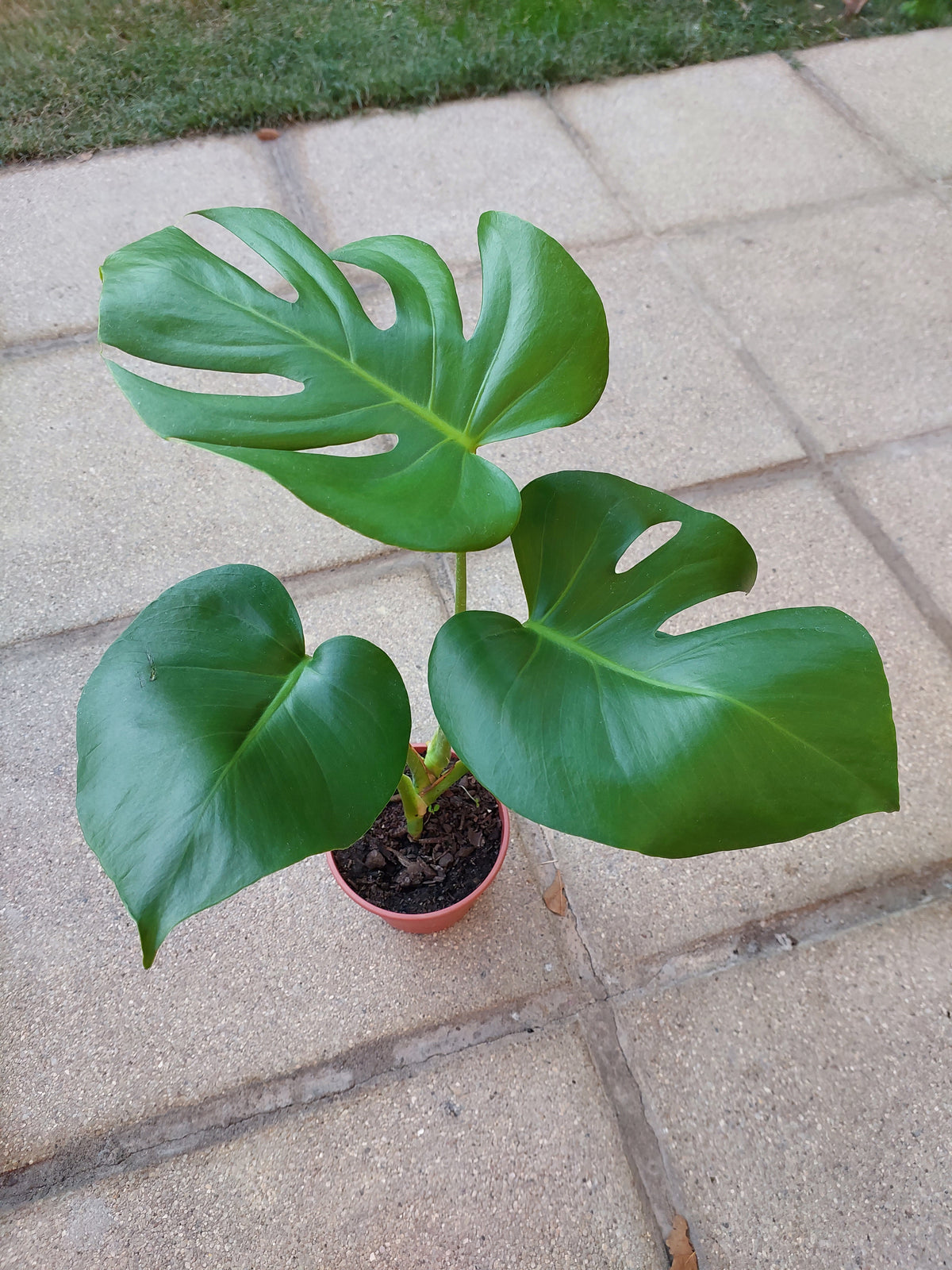 Monstera Rosa Monstera Deliciosa | Plantas a Domicilio | Tienda Online – Flores Pumahue