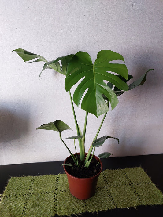 Philodendro Monstera Deliciosa 50 cm. - Costilla de Adán