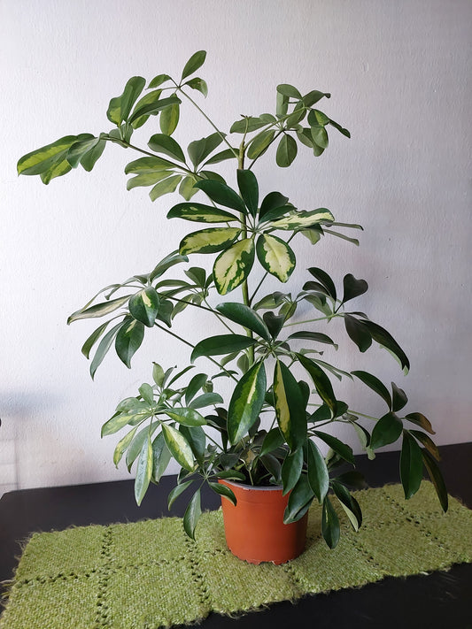 Cheflera Variegada (Schefflera Arboricola) 70 cm.