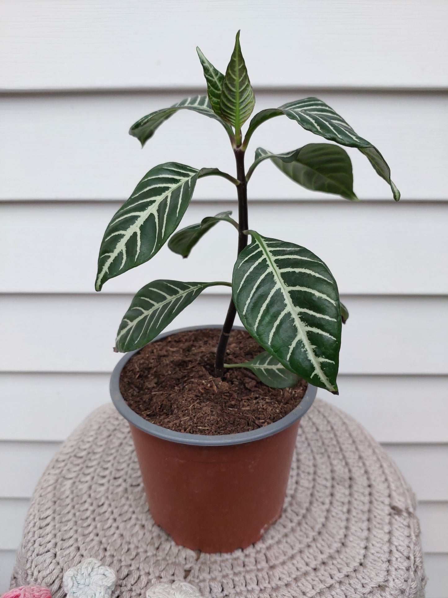 Afelandra (Aphelandra Squarrosa) - Planta Cebra