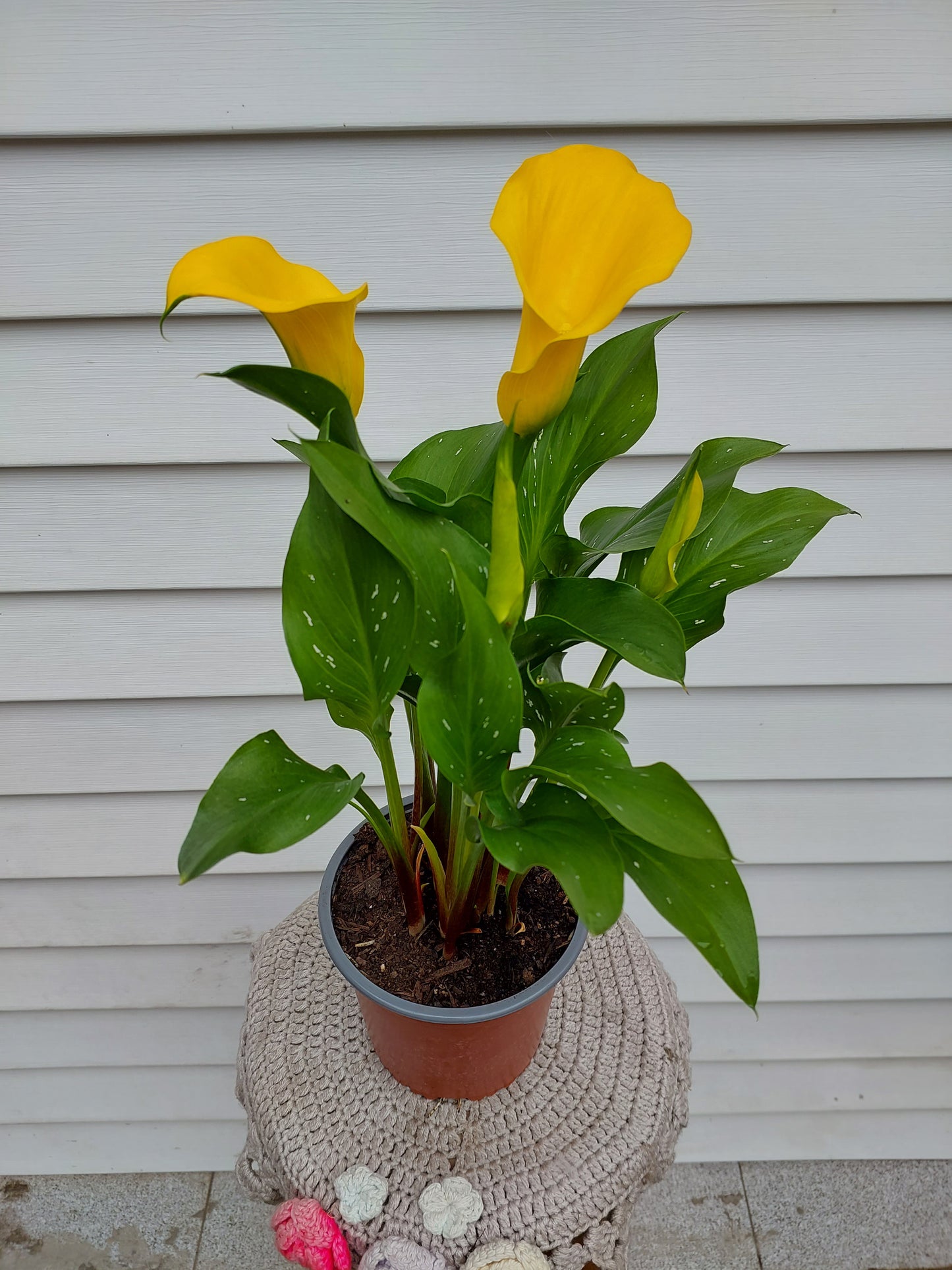 Cala Enana Amarilla (Zantedeschia) - Lirio de Agua