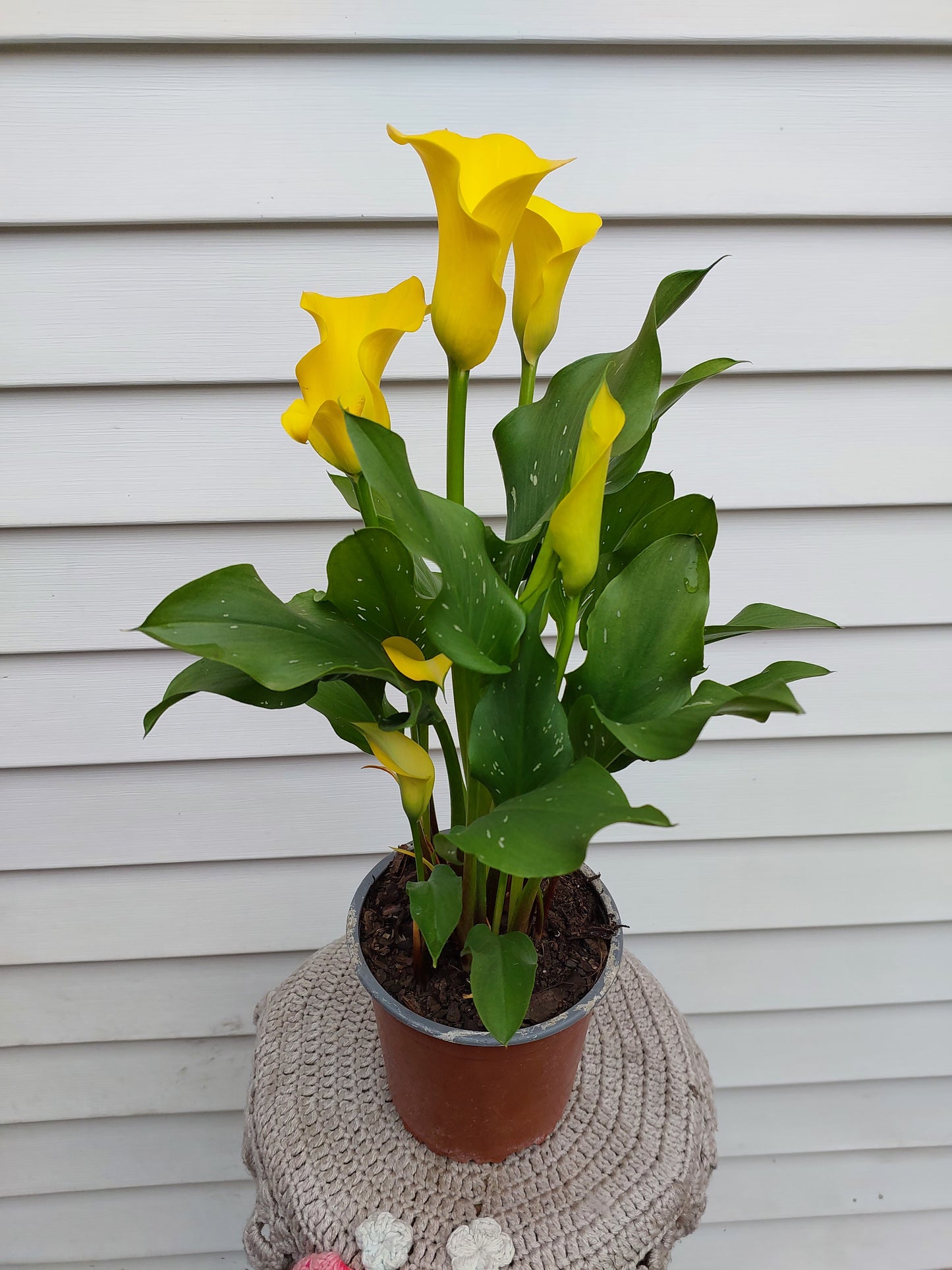 Cala Enana Amarilla (Zantedeschia) - Lirio de Agua