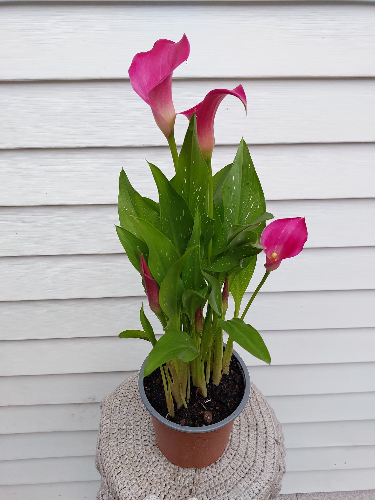 Cala Enana Rosada (Zantedeschia) - Lirio de Agua