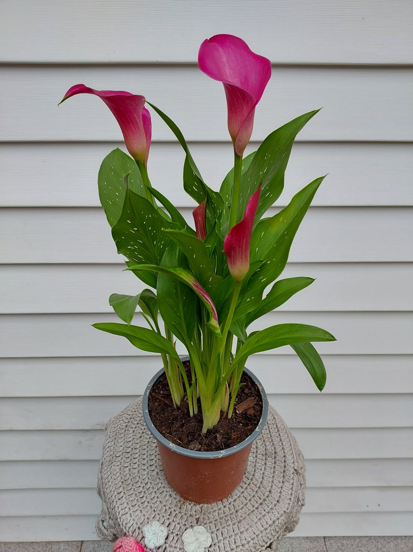 Cala Enana Rosada (Zantedeschia) - Lirio de Agua