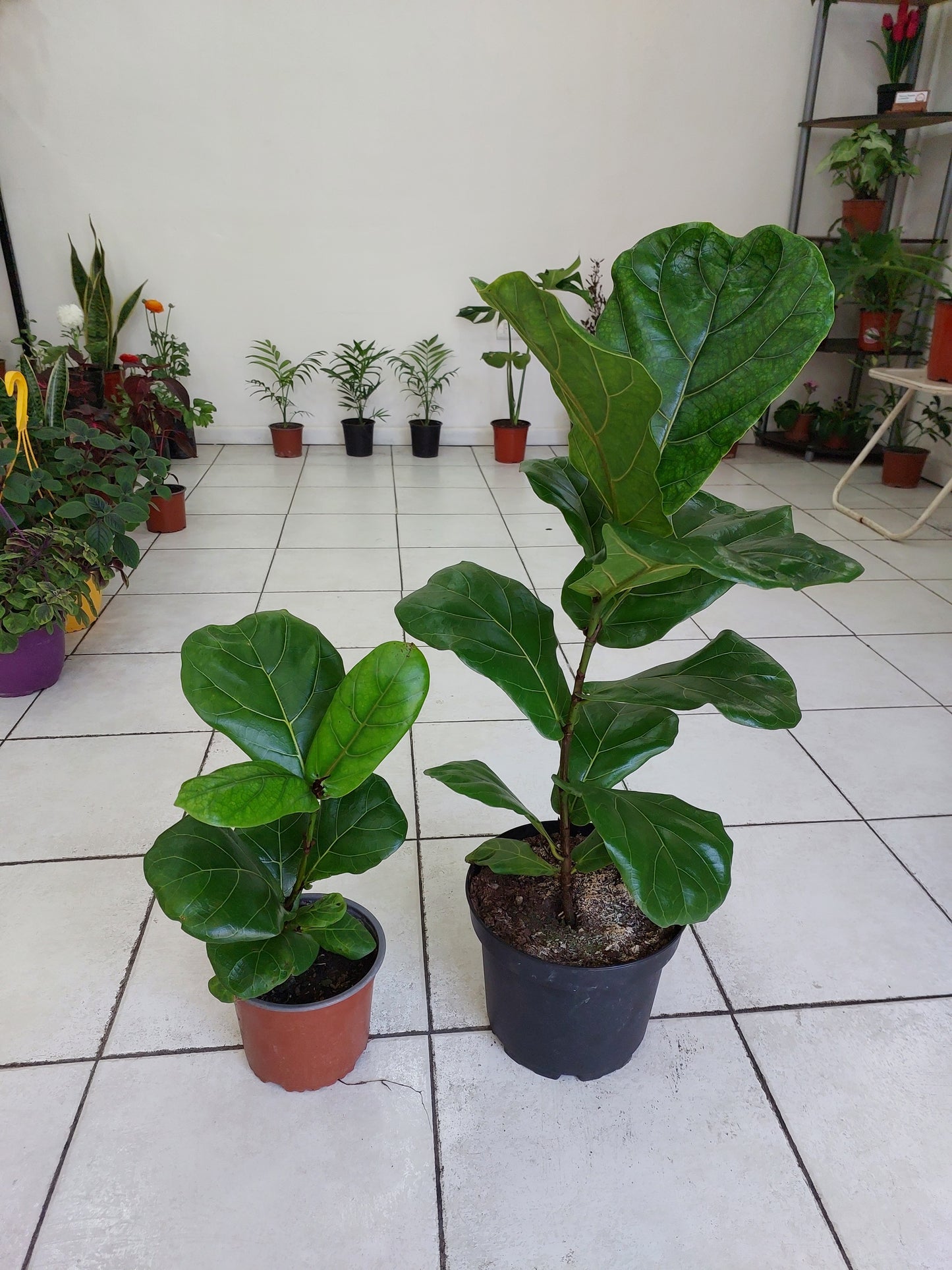 Ficus Lyrata talla L - Gomero Pera 90 cm. - Ficus Pandurata