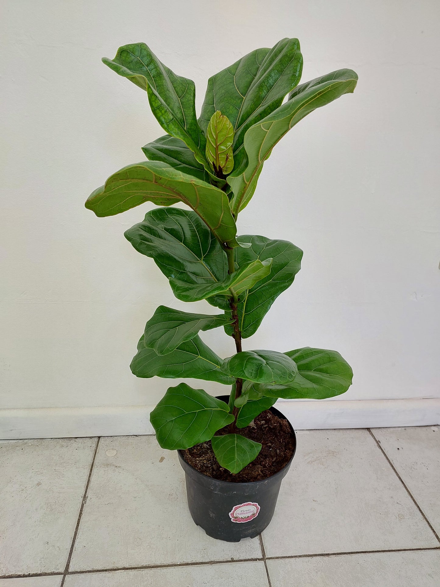 Ficus Lyrata talla L - Gomero Pera 90 cm. - Ficus Pandurata
