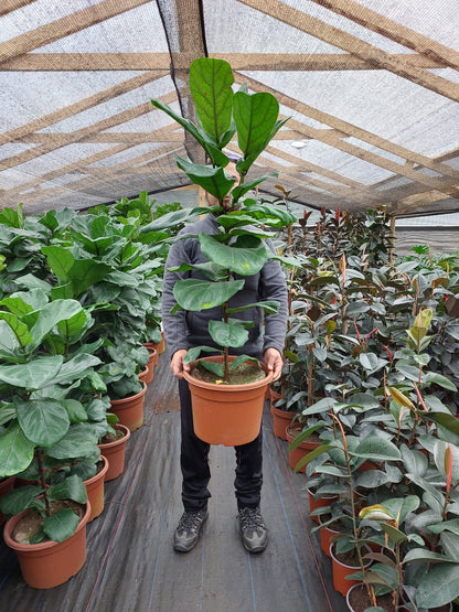 Ficus Lyrata XL - Gomero Pera o Ficus Pandurata 1 metro 60 cm.