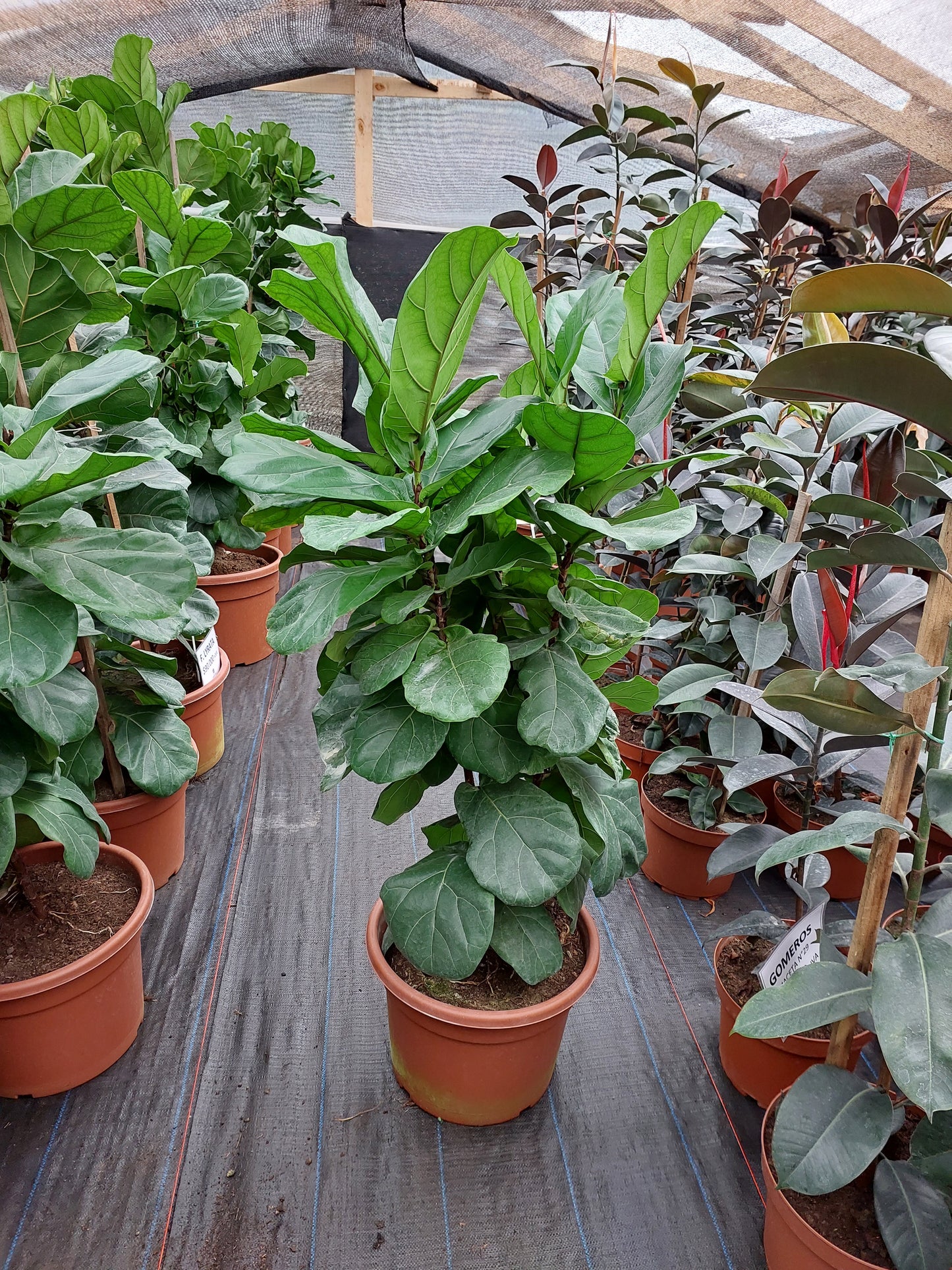 Ficus Lyrata XL - Gomero Pera o Ficus Pandurata 1 metro 60 cm.