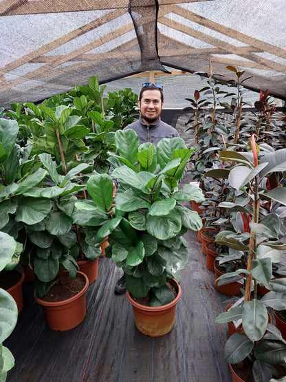 Ficus Lyrata XL - Gomero Pera o Ficus Pandurata 1 metro 60 cm.