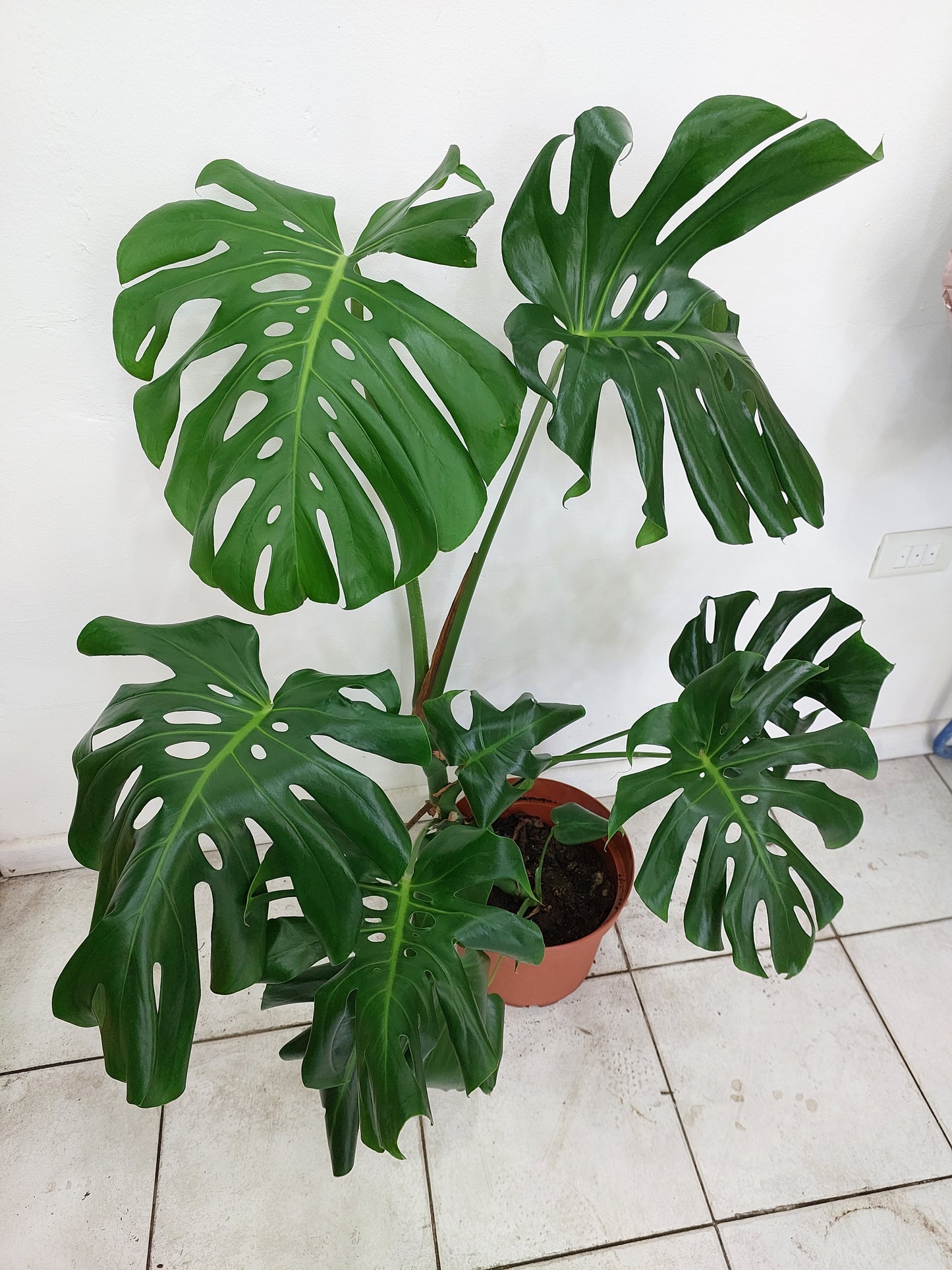 Philodendro Monstera Deliciosa Talla L - Costilla de Adán 80 cm.