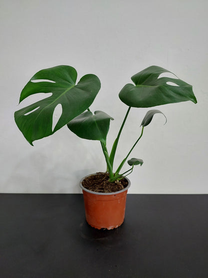 Philodendro Monstera Deliciosa 50 cm. - Costilla de Adán