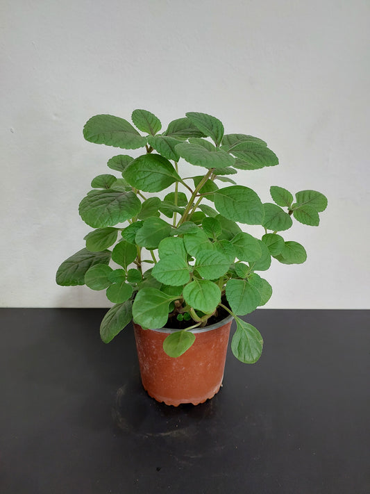 Dólar Negro (Plectranthus Ciliatus) - Maceta Pequeña