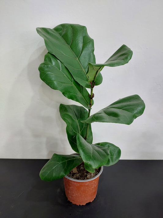 Ficus Lyrata 50 cm. - Gomero Pera - Ficus Pandurata