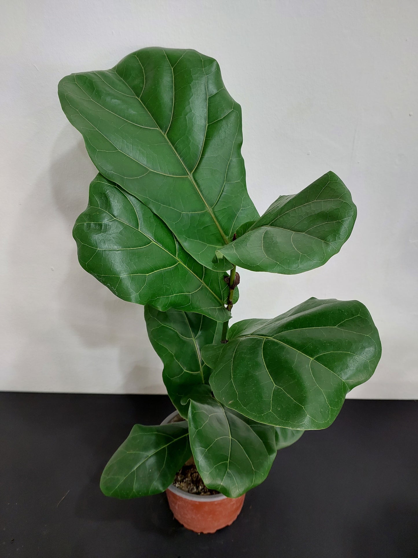 Ficus Lyrata 50 cm. - Gomero Pera - Planta de Interior