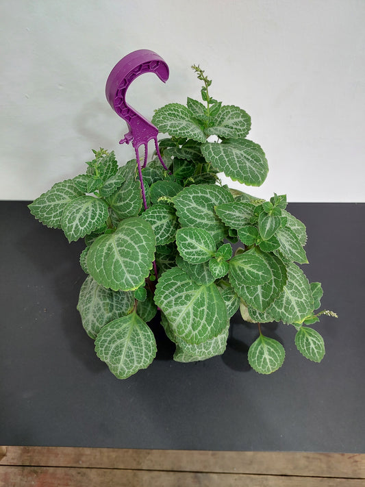 Dólar Blanco (Plectranthus) - Maceta Colgante