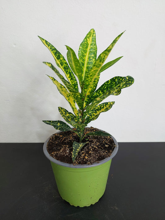 Crotón Lemon (Codiaeum Variegatum) 40 cm.