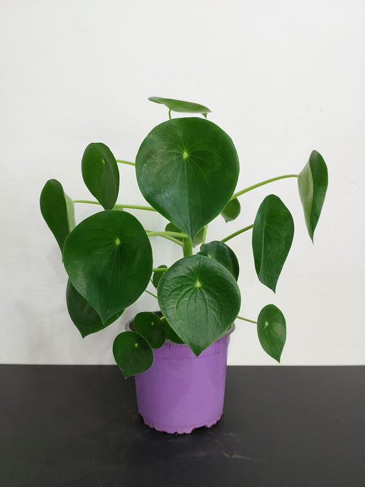 Peperomia Polybotrya - Cucharita 45 cm.