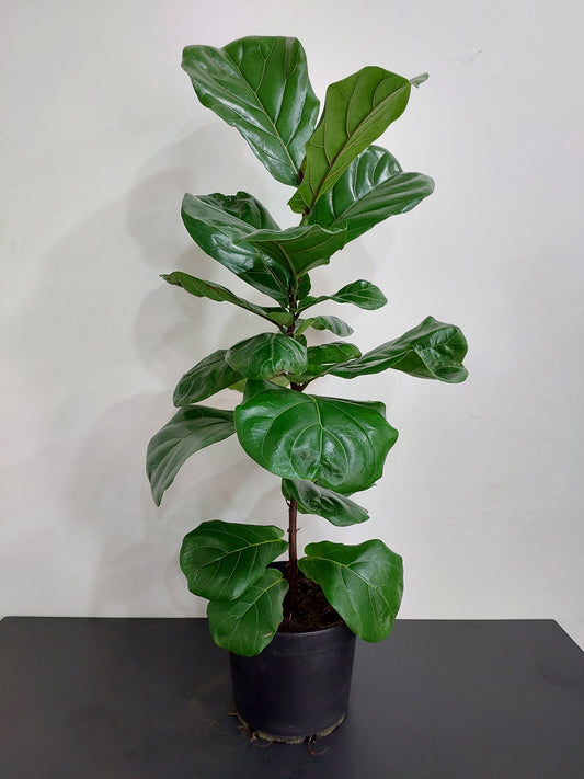 Ficus Lyrata Grande - Gomero Pera 90 cm. - Ficus Pandurata