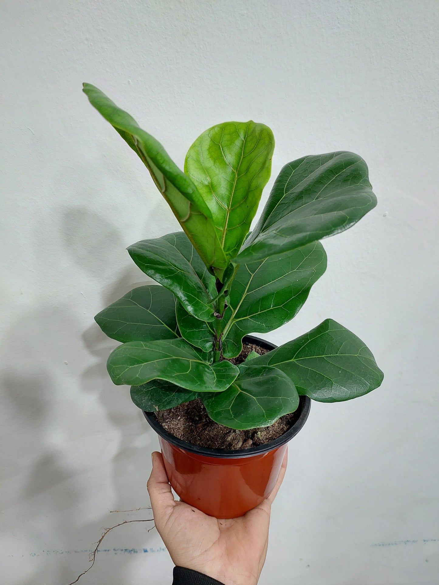 Ficus Lyrata Maceta Pequeña - Gomero Pera 35 cm. - Planta de Interior