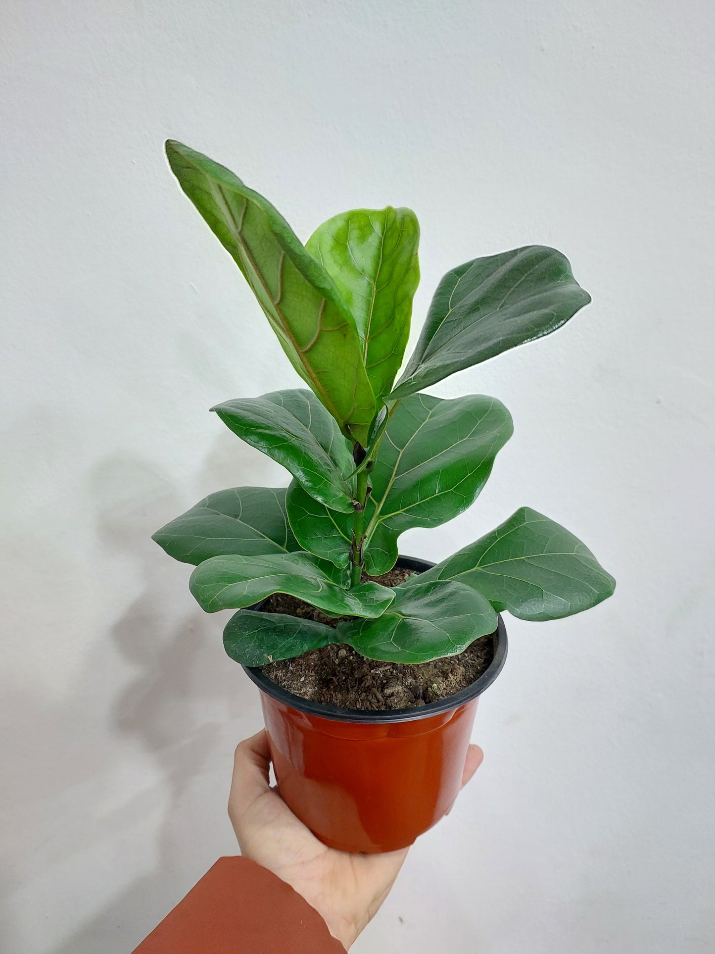 Ficus Lyrata Maceta Pequeña - Gomero Pera 35 cm. - Planta de Interior