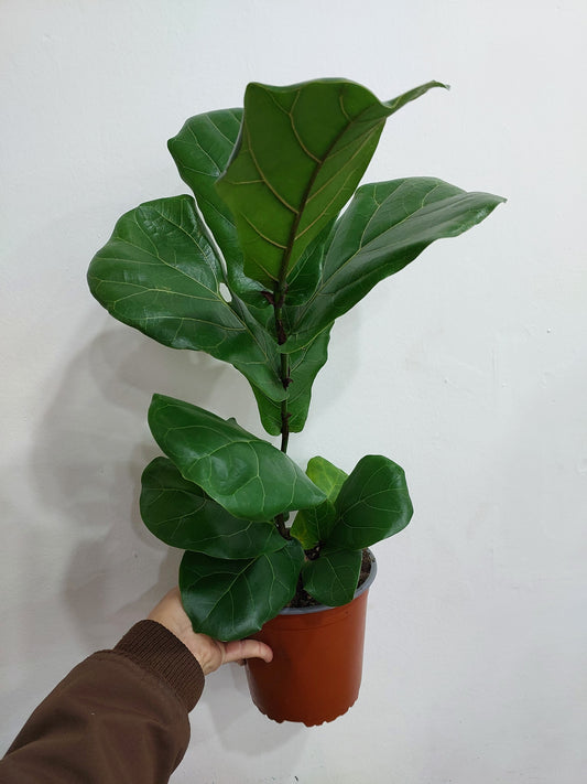 Ficus Lyrata 50 cm. - Gomero Pera - Planta de Interior