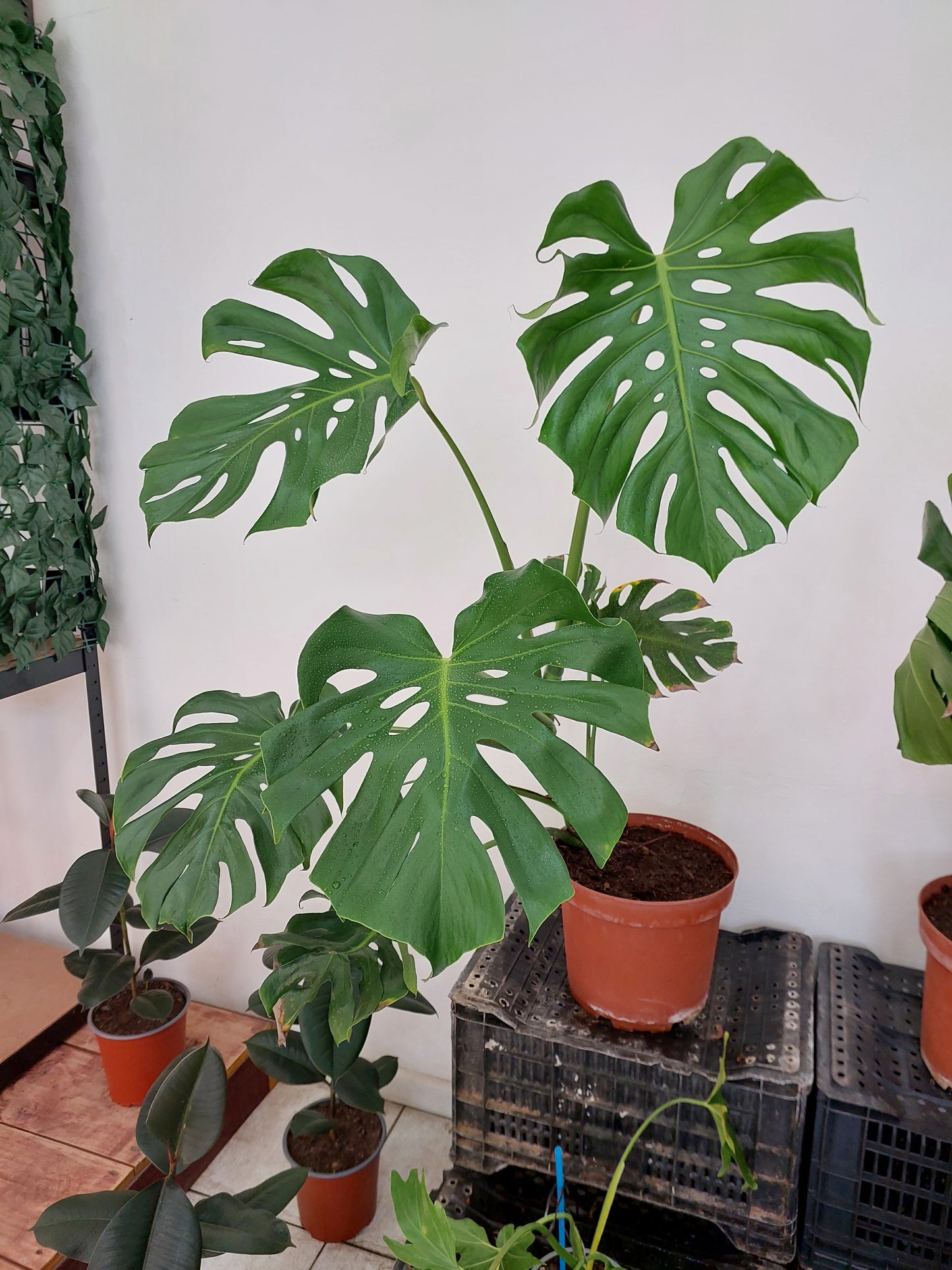 Philodendro Monstera Deliciosa Talla L - Costilla de Adán 80 cm.