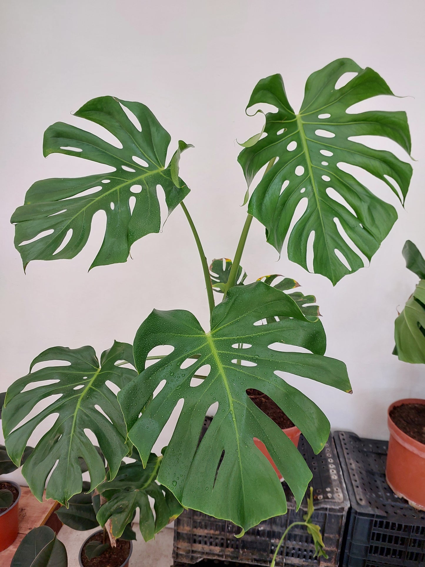 Philodendro Monstera Deliciosa Talla L - Costilla de Adán 80 cm.