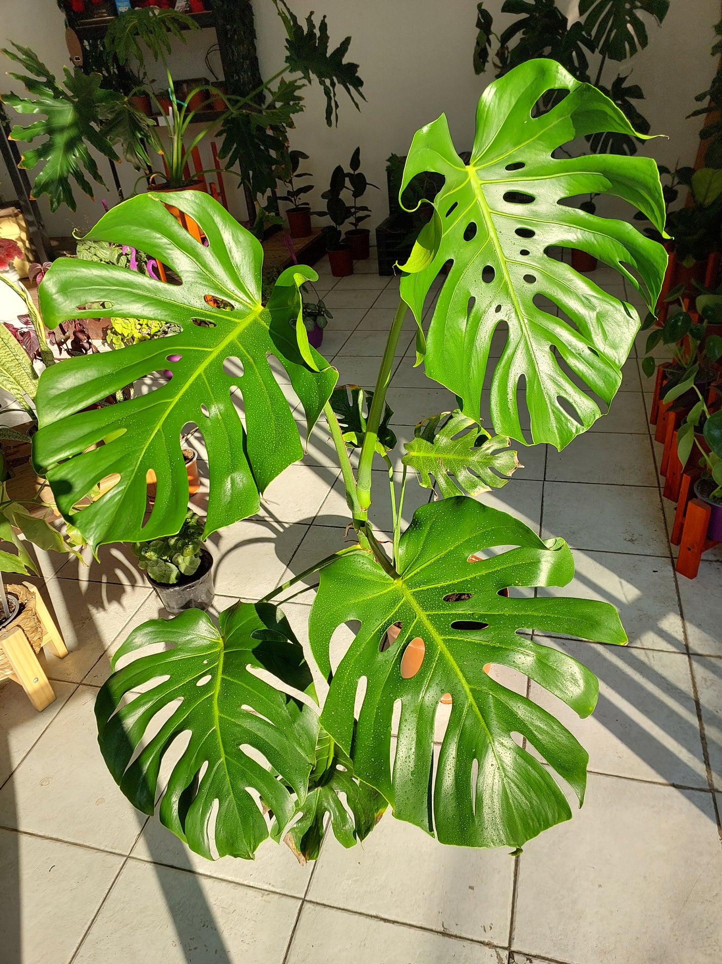 Philodendro Monstera Deliciosa Talla L - Costilla de Adán 80 cm.