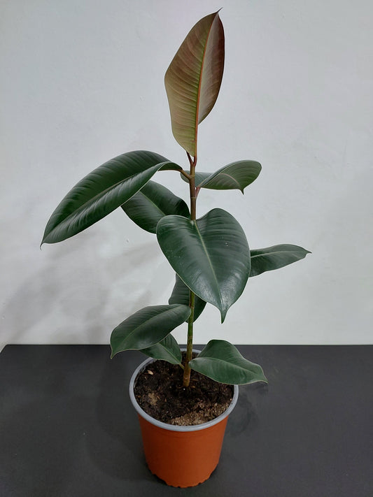 Gomero Burgundy - Ficus Elástica 60 cm.