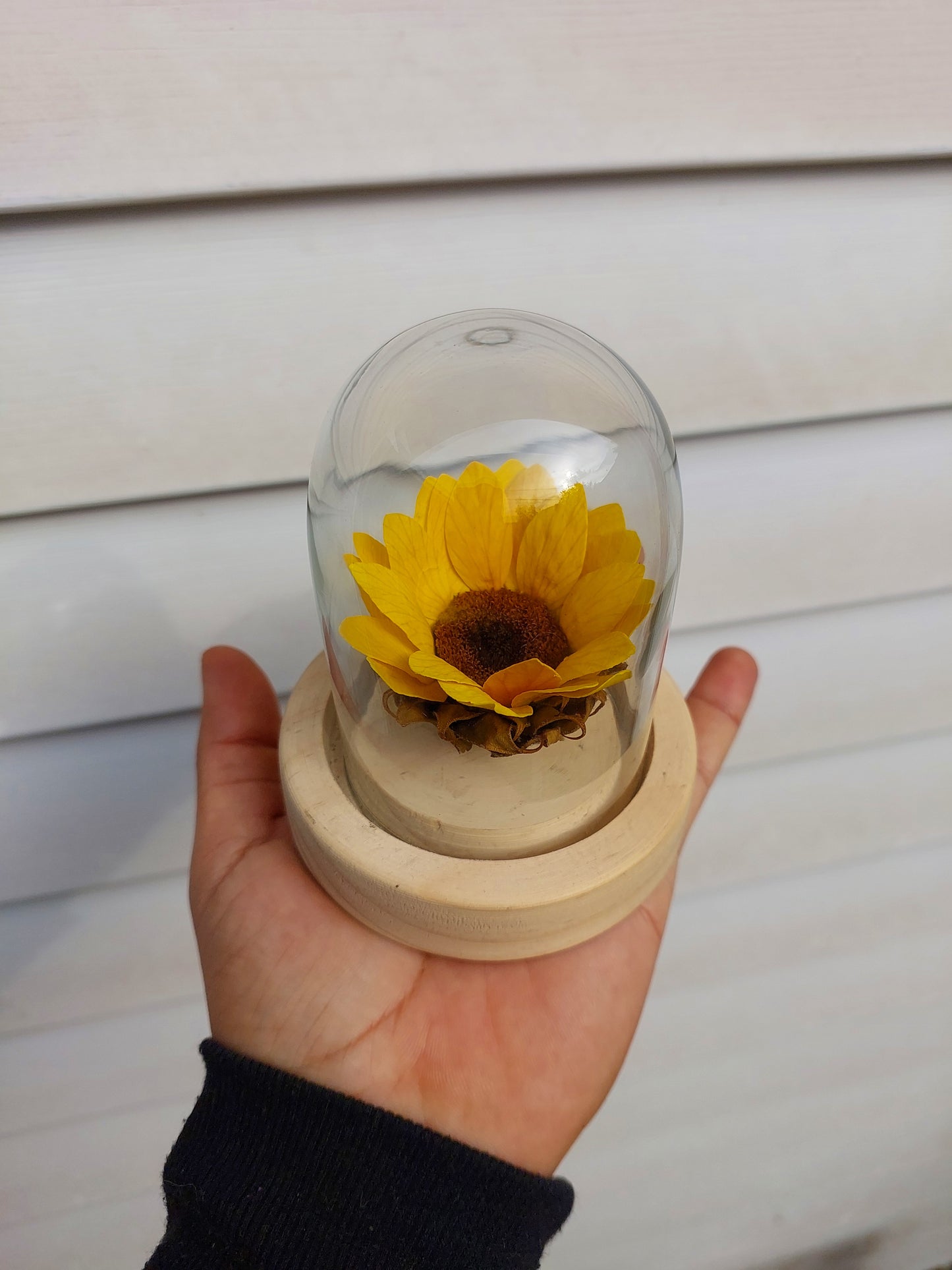 Girasol Natural Preservado - Girasol Eterno en Cúpula de Cristal
