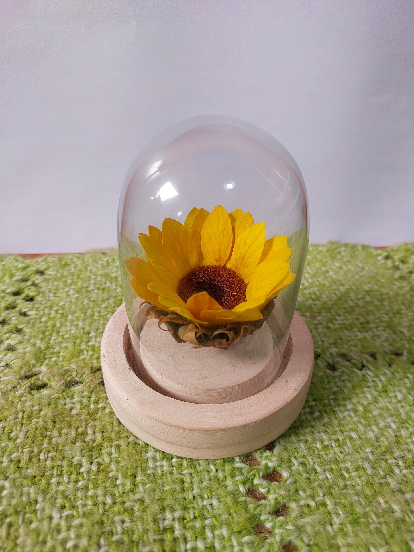 Girasol Natural Preservado - Girasol Eterno en Cúpula de Cristal
